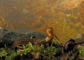 animal