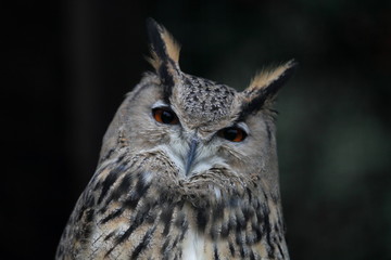 animal