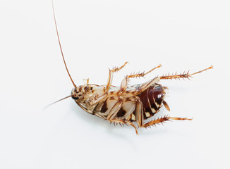 cockroach on white background
