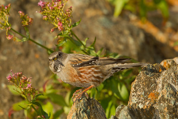 animal