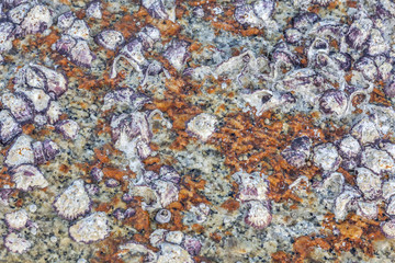 Close-up texture of natural oyster ruins at the seashore.