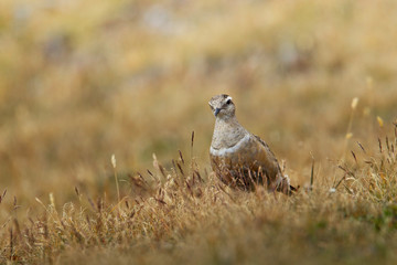 animal