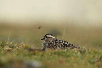 animal
