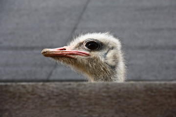 Head of a spying ostrich./The ostrich has lifted a head a little above a deaf fence and has started to look back.