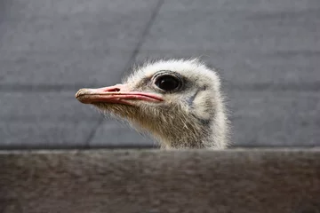 Photo sur Plexiglas Autruche Head of a spying ostrich./The ostrich has lifted a head a little above a deaf fence and has started to look back.