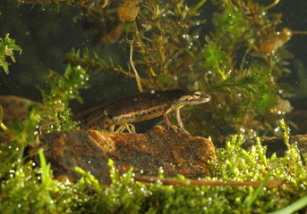 animal