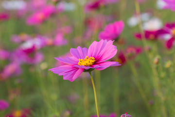 Beautiful Pink Cosmos Flower in North of Thailand
