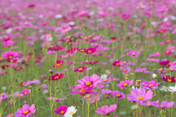 Obraz na płótnie Canvas Beautiful Pink Cosmos Flower in North of Thailand 