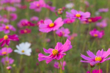 Beautiful Pink Cosmos Flower in North of Thailand
