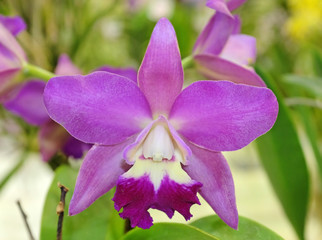 Close-up purple orchids