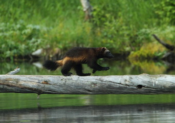 Fototapeta premium animal