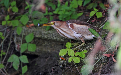 animal
