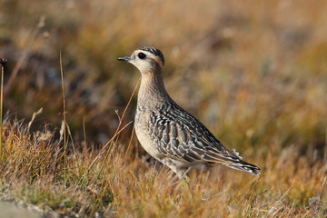 animal