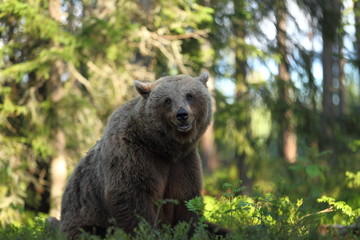 Obraz premium animal