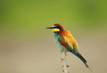 animal