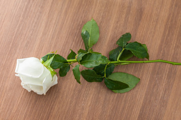 white rose flower on the wood table 