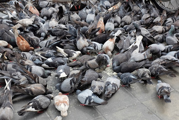 Pigeons eating on the road in the city