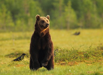 Fototapeta premium animal