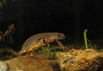 animal