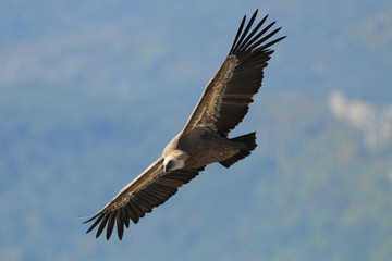 Obraz premium animal