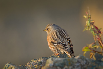 animal