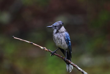 animal