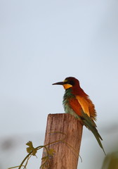 animal