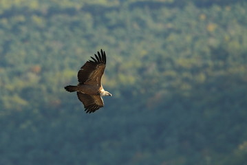 animal