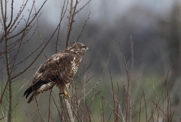 animal