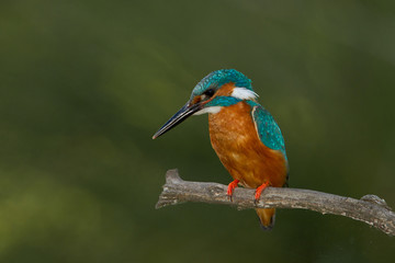 animal