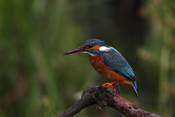 animal