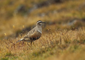 animal