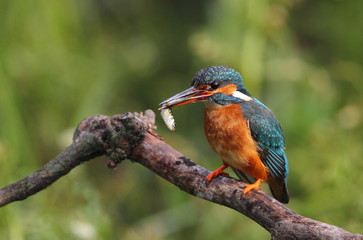 animal