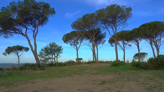 Man in shorts jogging in Tuscany Italy, in the morning, on the top of a hill with pine trees in the background