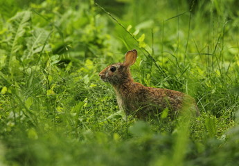 animal