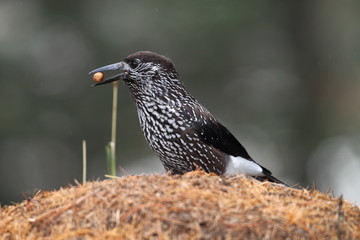 animal