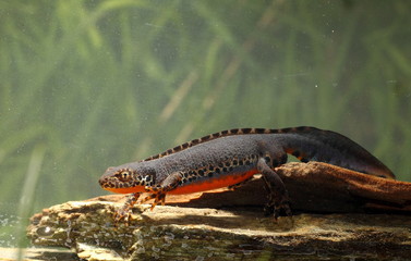 animal