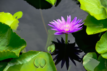 Water Lily