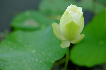 Lotus