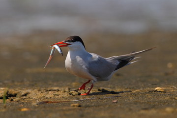 animal