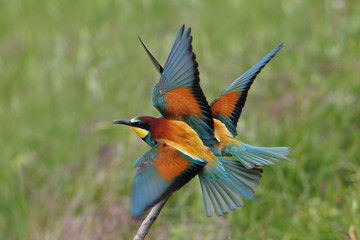 animal