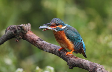 animal