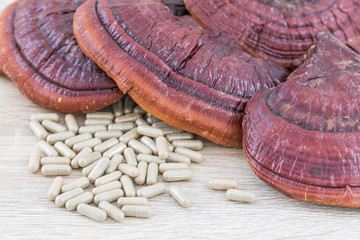 Ling zhi mushroom or Ganoderma lucidum capsule