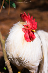 Chicken bird,in the vicinity of Ise Shrine,Mie,Japan