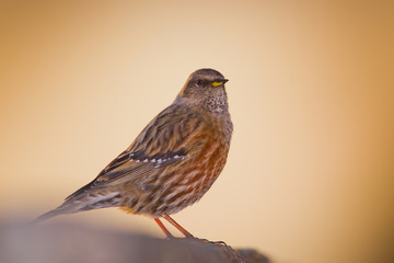 animal