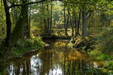 Fototapeta na wymiar Small forest river. Fall.