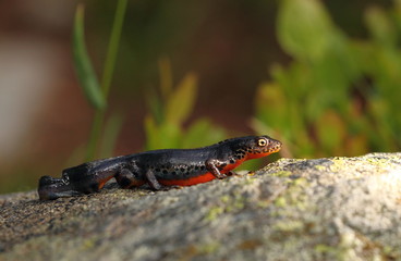 animal