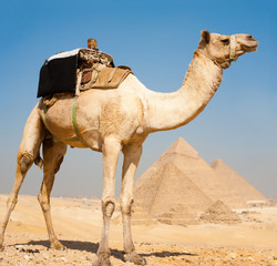 Camel with Egyptian Pyramids Background in Giza, Egypt