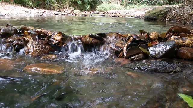 Flock of salmon on spawning