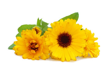 Two flowers of a calendula isolated on a white background